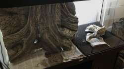 Dekoration im Aquarium Flussufer für Channa sp. Laos Fireback