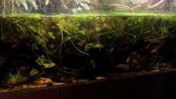 Aquarium Flussufer für Channa sp. Laos Fireback