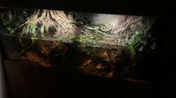 Aquarium Flussufer für Channa sp. Laos Fireback