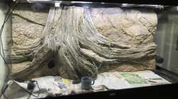 Dekoration im Aquarium Flussufer für Channa sp. Laos Fireback