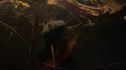 Besatz im Aquarium Flussufer für Channa sp. Laos Fireback