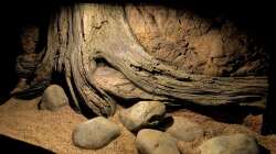 Dekoration im Aquarium Flussufer für Channa sp. Laos Fireback