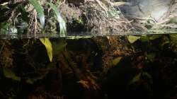 Aquarium Flussufer für Channa sp. Laos Fireback