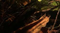 Besatz im Aquarium Flussufer für Channa sp. Laos Fireback