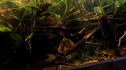 Aquarium Flussufer für Channa sp. Laos Fireback