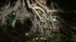 Aquarium Flussufer für Channa sp. Laos Fireback