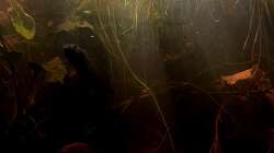 Besatz im Aquarium Flussufer für Channa sp. Laos Fireback