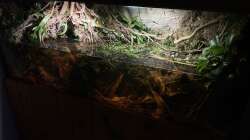 Aquarium Flussufer für Channa sp. Laos Fireback