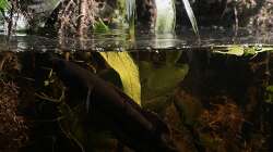 Besatz im Aquarium Flussufer für Channa sp. Laos Fireback