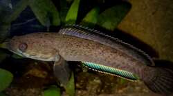 Besatz im Aquarium Flussufer für Channa sp. Laos Fireback