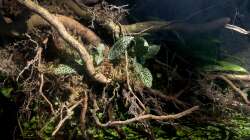 Aquarium Flussufer für Channa sp. Laos Fireback