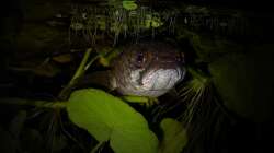 Besatz im Aquarium Flussufer für Channa sp. Laos Fireback