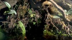 Aquarium Flussufer für Channa sp. Laos Fireback