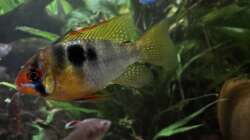 Apistogramma Ramirezi