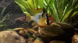 Apistogramma Ramirezi