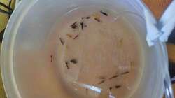 Besatz vor dem einsetzen