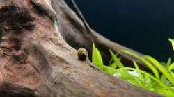 Besatz im Aquarium Amazonasfluss