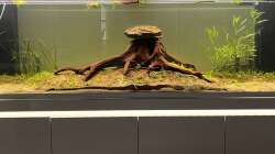 Aquarium Amazonasfluss