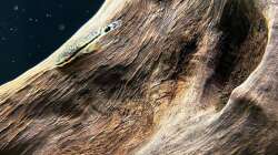 Besatz im Aquarium Amazonasfluss