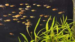 Besatz im Aquarium Amazonasfluss