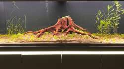 Aquarium Amazonasfluss