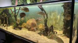 Aquarium Geophagus