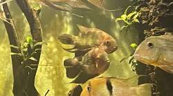 Besatz im Aquarium Geophagus