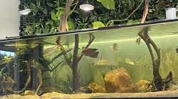 Dekoration im Aquarium Geophagus