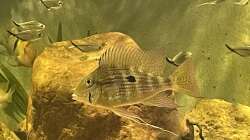 Besatz im Aquarium Geophagus