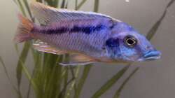 Besatz im Aquarium Übergangszone