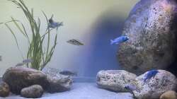 Aquarium Übergangszone
