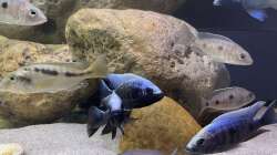 Besatz im Aquarium Übergangszone