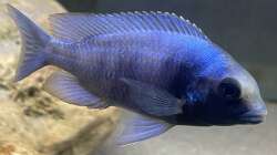 Besatz im Aquarium Übergangszone