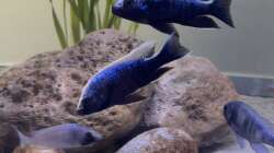 Besatz im Aquarium Übergangszone