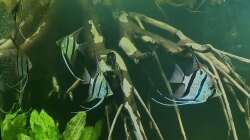 Besatz im Aquarium 350 liter Rio nanay Skalare und Welse