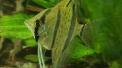 Besatz im Aquarium 350 liter Rio nanay Skalare und Welse