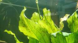 Echinodorus ozelot Blütenknospe