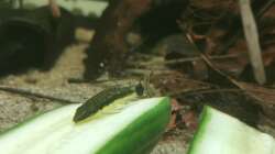 Otocinclus auf Gurke
