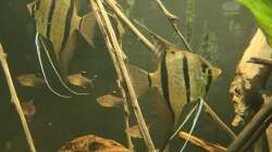 Besatz im Aquarium 350 liter Rio nanay Skalare und Welse