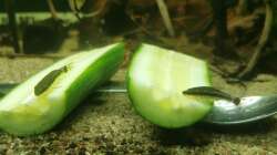 Otocinclus auf Gurke