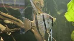 Besatz im Aquarium 350 liter Rio nanay Skalare und Welse