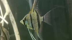 Besatz im Aquarium 350 liter Rio nanay Skalare und Welse