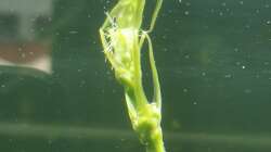 Echinodorus ozelot Blütenknospe