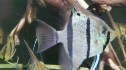 Besatz im Aquarium 350 liter Rio nanay Skalare und Welse