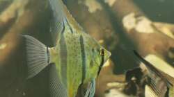 Besatz im Aquarium 350 liter Rio nanay Skalare und Welse