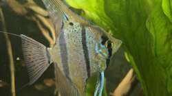 Besatz im Aquarium 350 liter Rio nanay Skalare und Welse