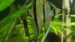 Besatz im Aquarium 350 liter Rio nanay Skalare und Welse