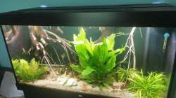 Aquarium 350 liter Rio nanay Skalare und Welse