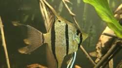 Besatz im Aquarium 350 liter Rio nanay Skalare und Welse