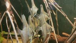 Besatz im Aquarium 350 liter Rio nanay Skalare und Welse